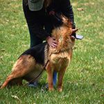 red and black german shepherd puppies for sale near me